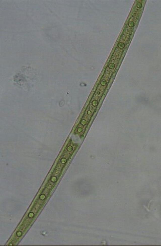水藻种类图片