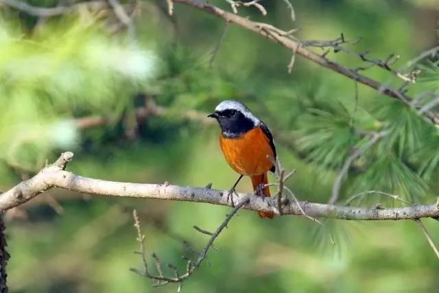 世紀公園常見鳥類有哪些?公園君為你來科普(三)