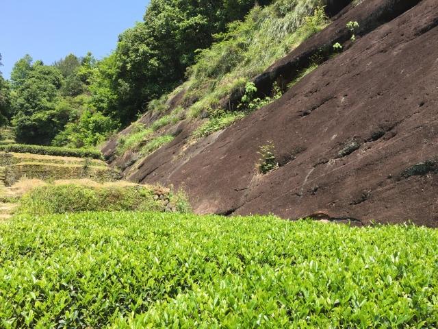 不同,武夷山比较著名的产茶区,被称作"三坑两涧 以慧苑坑,大坑口