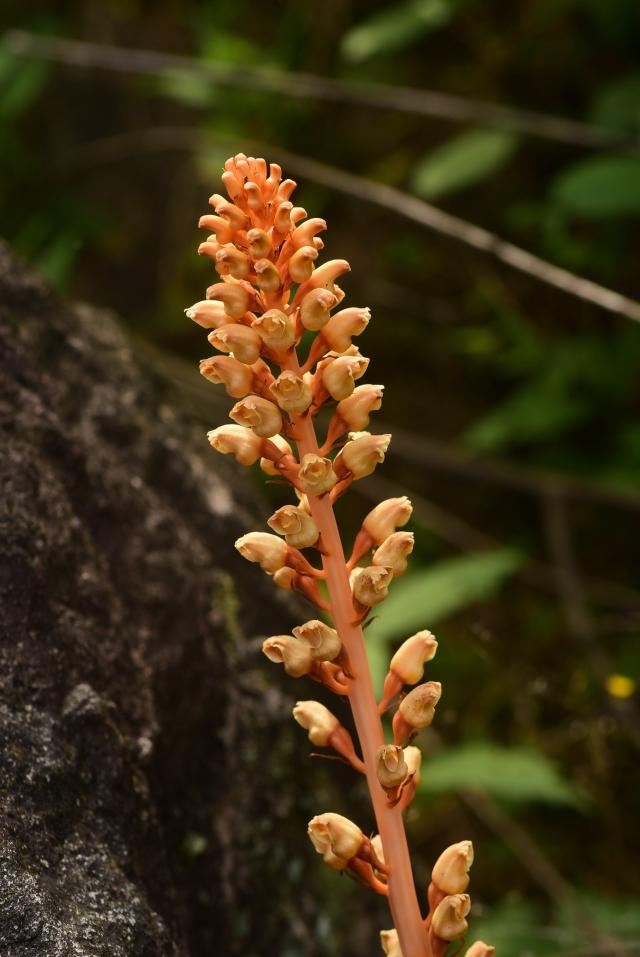 遇見最美本草(十)-浙江山野極稀少蘭花-毛萼山珊瑚