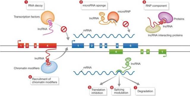 mirna,lncrna,circrna——或參與完善遺傳學中心法則