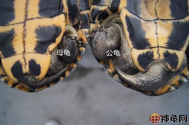 其实龟是主要通过看体型,尾巴,泄殖腔,腹甲和脖子来辨别公母