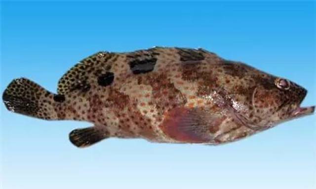 石斑鱼种类名称图片