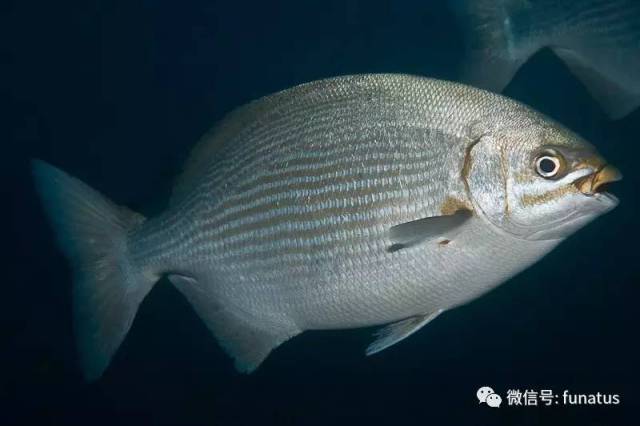 墨西哥湾海水鱼种大全(三百多种)
