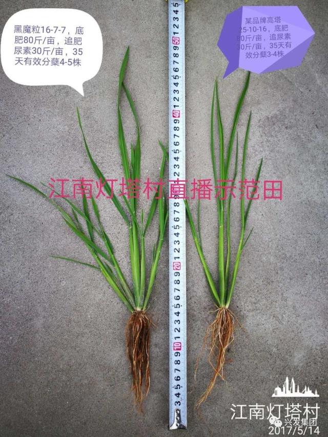 湖南江南灯塔村 5月14日水稻对比效果图 黑魔粒种植的水稻分蘖多 根系