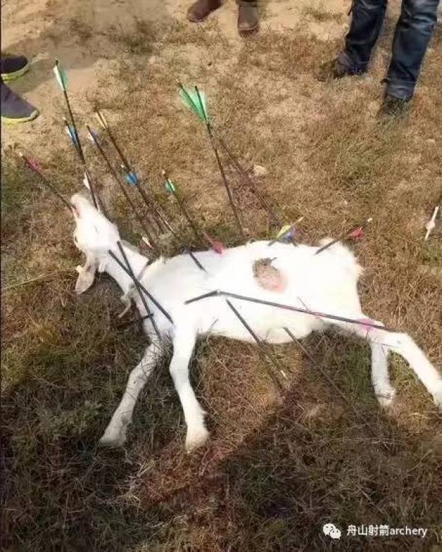 弓箭射杀活物,弓箭误杀市民,弓箭虐杀小动物,还有那个让人担心的牙签