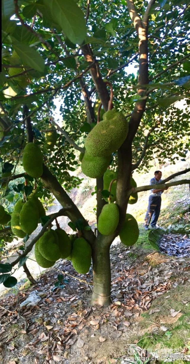 菠萝蜜甜蜜蜜,原来云浮藏着一个树菠萝果园!