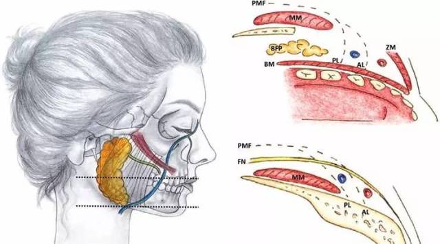 颌面部静脉图图片