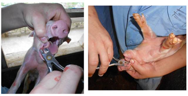 仔猪剪牙正常方法图片图片