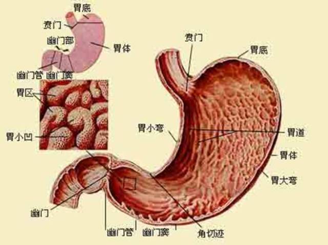 胃部结构图片位置图片