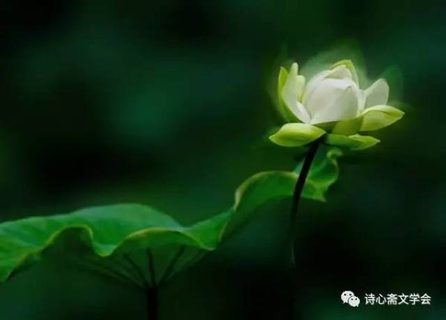 一縷香菸的梵唱 青蓮 爵士solo/浙江 混沌江湖 荷飄幾點露 淨世之心