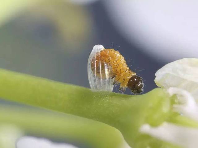 小毛虫咬破卵壳爬出,蝴蝶的个体发育进入第二个时期 —— 幼虫阶段