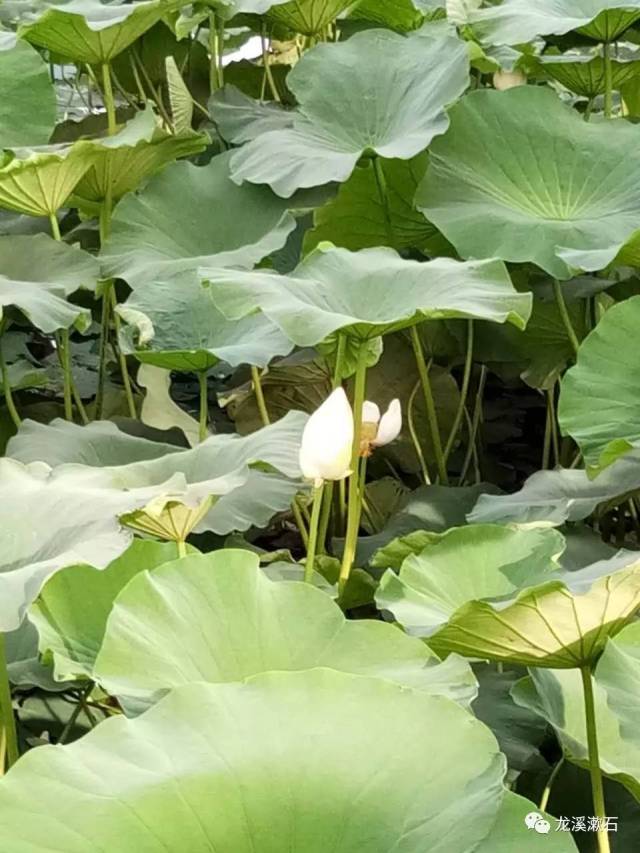 紅光泛我凝悲露,輕灑人間.大事因緣,搖落風塵和月看.