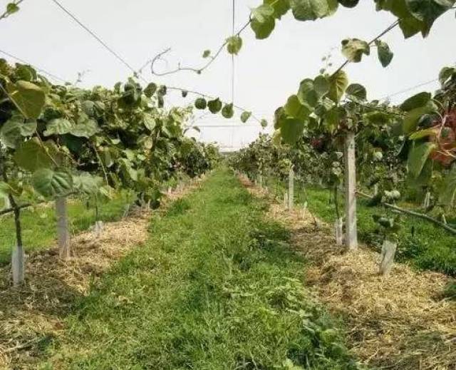 【植保】高溫來襲,獼猴桃園急需預防夏季熱害