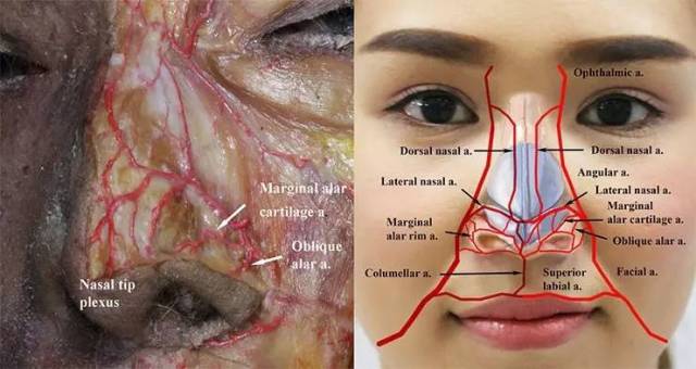 鼻部血管解剖图图片