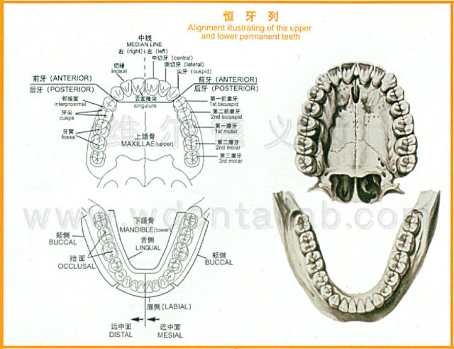 牙齿解剖标志图片