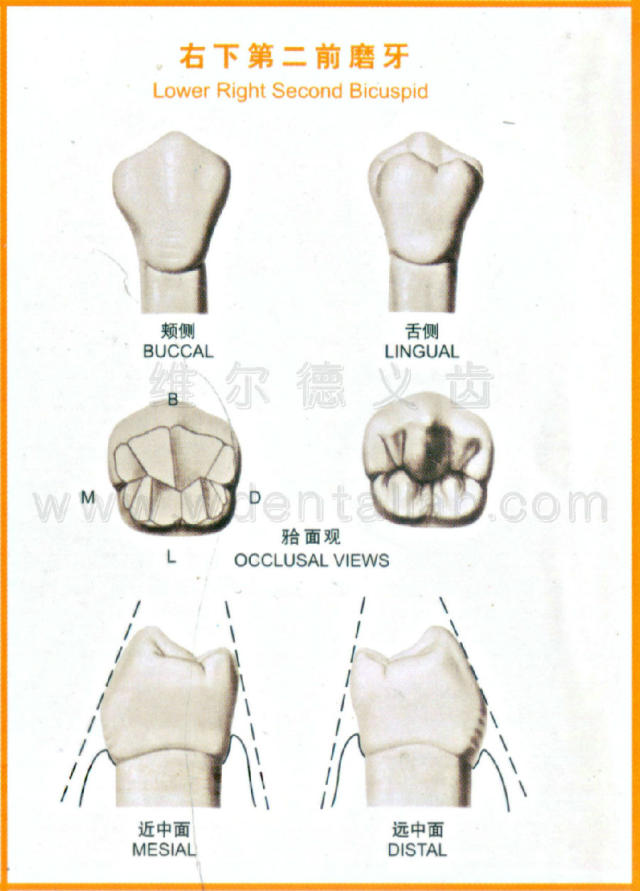 正常第二磨牙图片图片