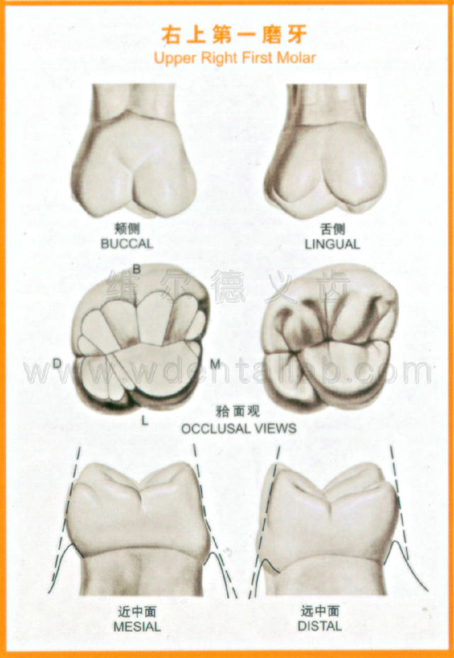 第一磨牙的结构图解图片
