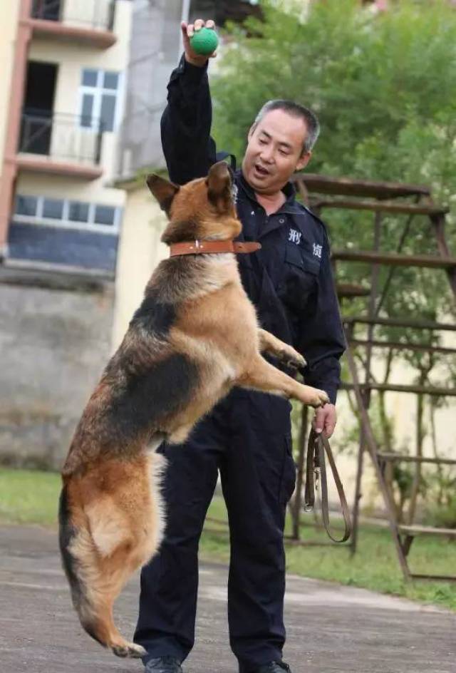 李华:带着警犬 让嫌犯无处遁形