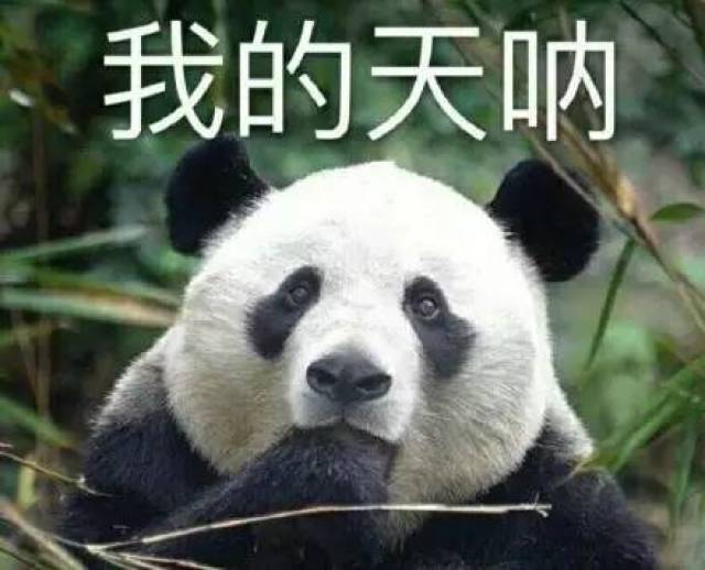 熊猫惊讶表情包沙雕图片