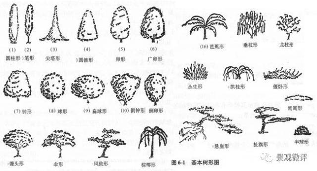 园林植物造景方法,看完你就会!