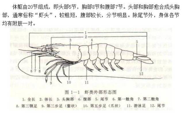 南美白對蝦高清圖教你如何檢查對蝦病害!