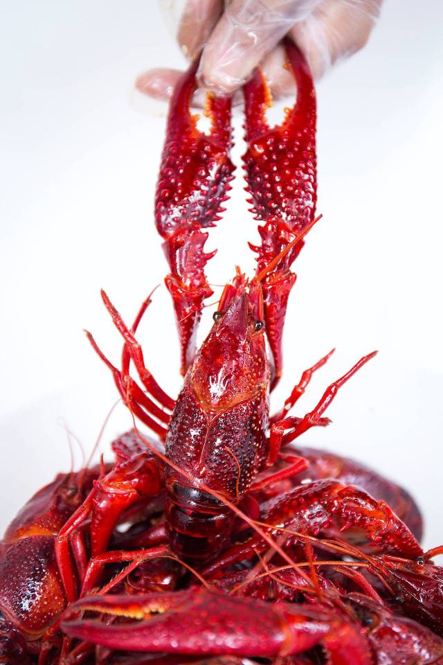 据说正经的洞庭湖小龙虾都是颜色通红,虾壳硬扎,虾肉饱满不掺杂丁点