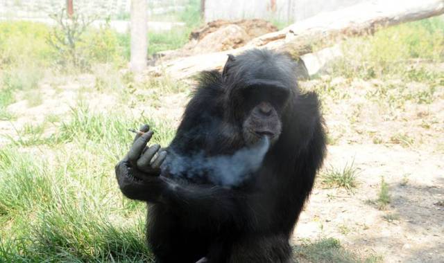 大猩猩抽烟头像图片