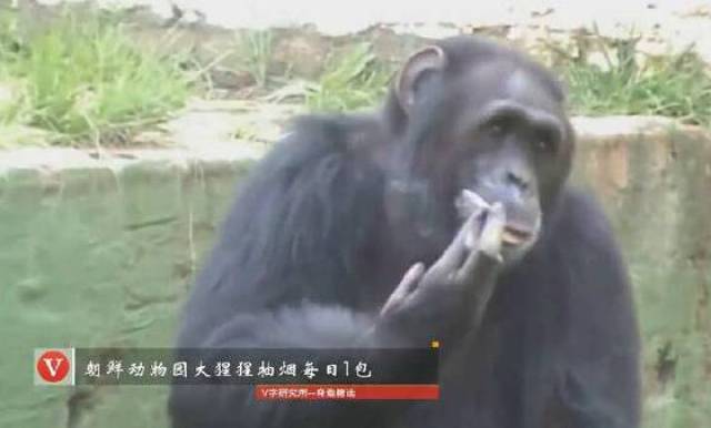 陈乔恩抽烟回应_猩猩和大猩猩_动物园回应猩猩抽烟
