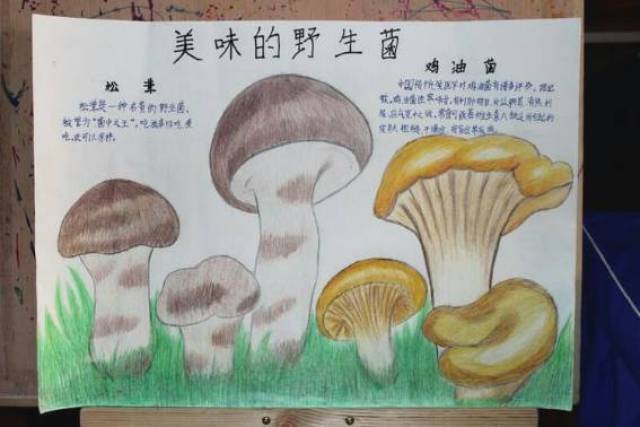 预防野蘑菇中毒手抄报图片