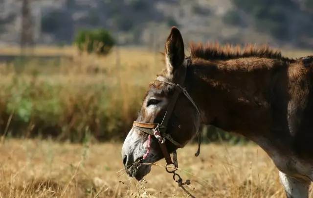 the bonded donkey 被束縛的驢子