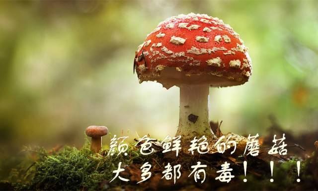 野生蘑菇不要采,不要买!小心误食毒蘑菇中毒!