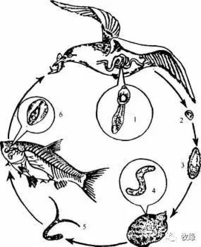 棘口吸虫图片图片