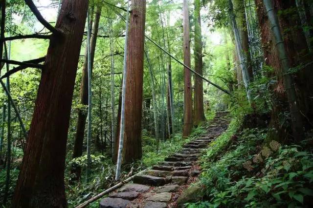 暫別都市,迴歸山林——臨安天目山避暑之行