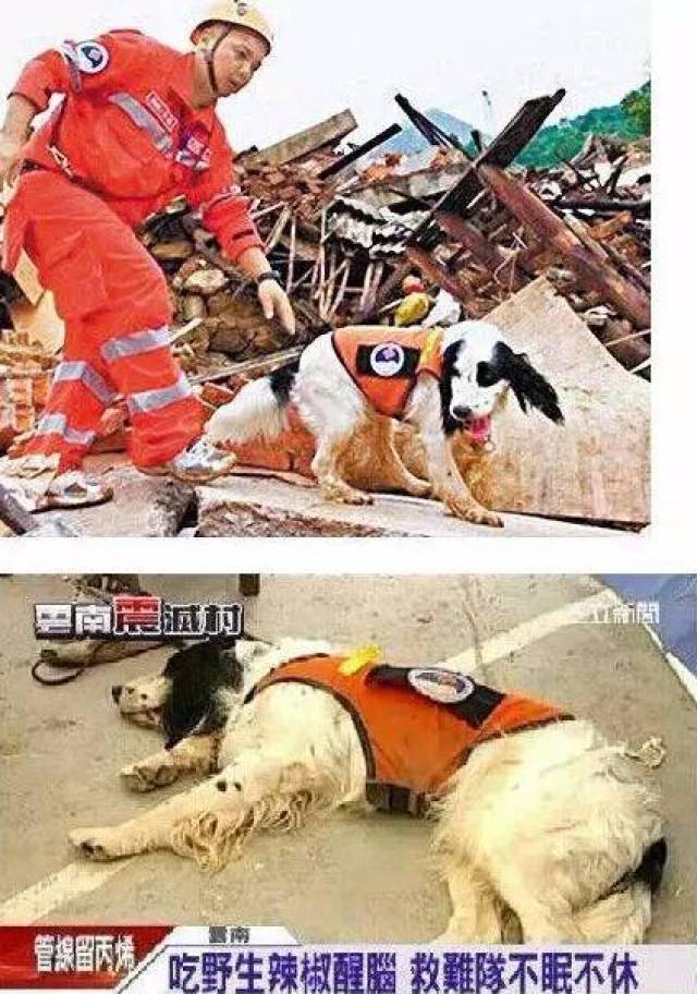 它是搜救犬海啸,在汶川大地震灾区连续工作两天两夜,鼻子和腿被碎石划