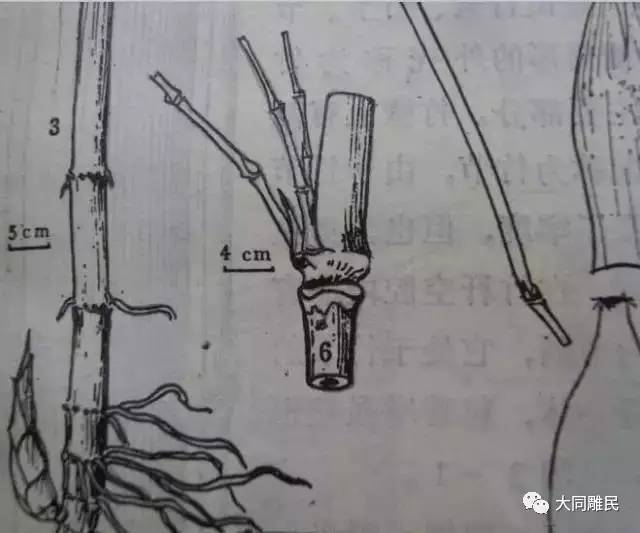 竹子属性结构图图片