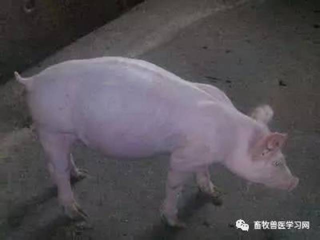 猪肚子胀用针放气图解图片