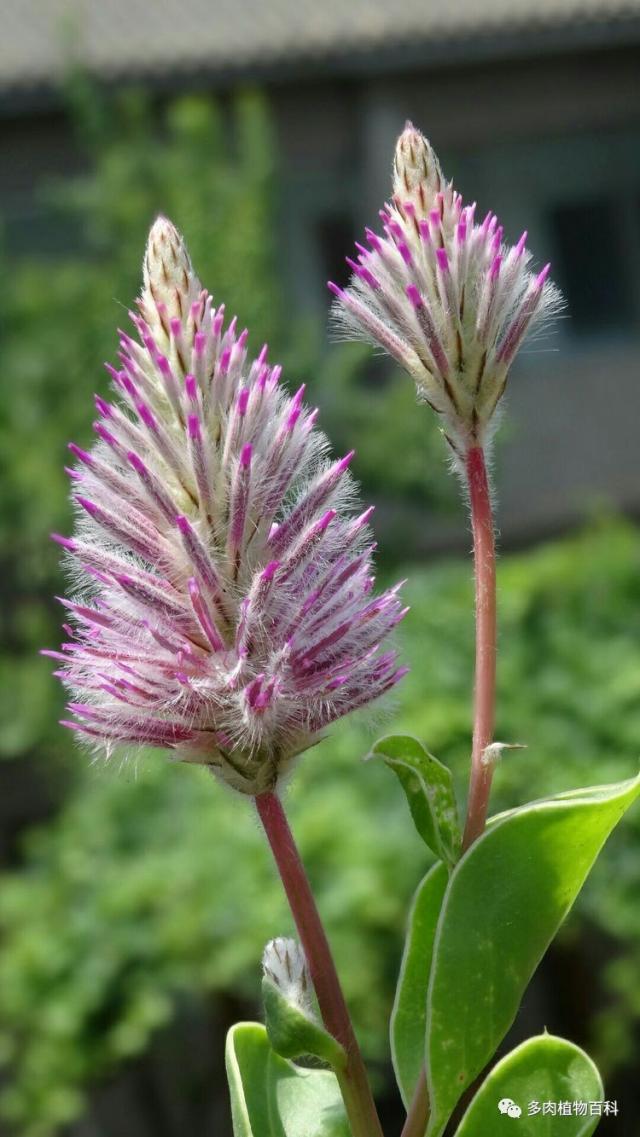 狐尾花简介图片