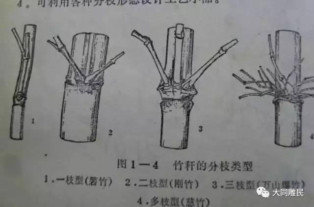 雕刻【竹子及竹节结构】讲解