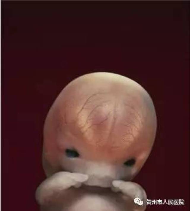 胚胎被流动着生命之血的脐带紧密的连接在一起 18周胎儿体长大约14cm