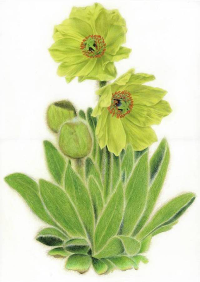 劉麗華 《全緣葉綠絨蒿》( meconopsis integrifolia)