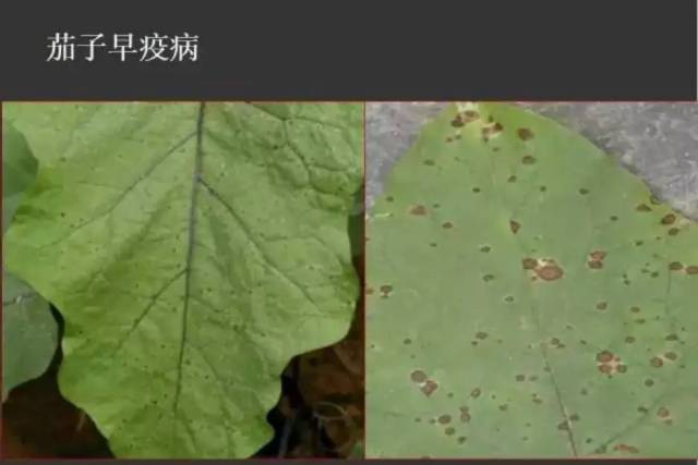 茄子叶斑病害图谱图片