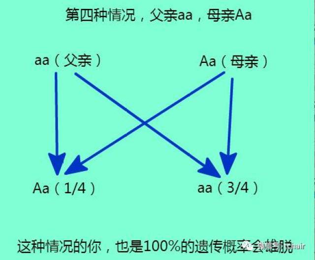 秃顶基因的遗传图解图片