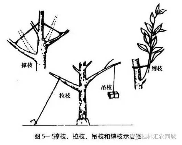 桔子树怎么剪枝图片