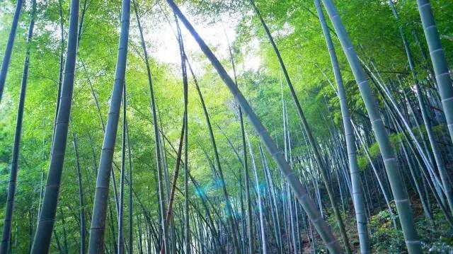 【美丽乡村 西店望海村的财神山