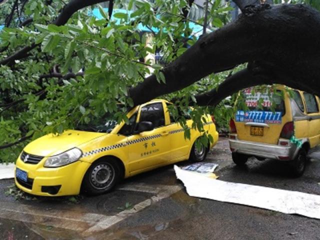 江北观音桥环道原规划局门前,一辆出租车被倒下的行道树砸中,道路完全