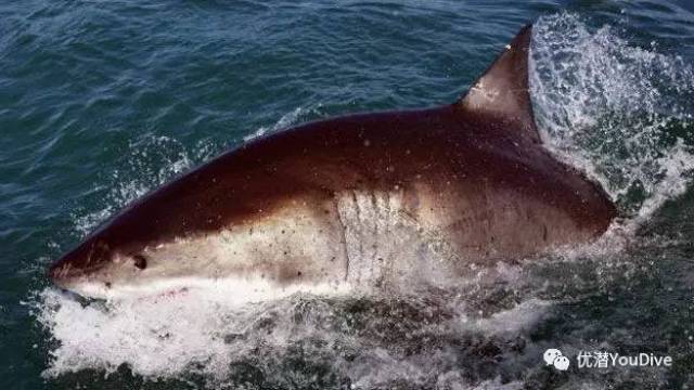 【鲨鱼周】大白鲨是食人动物,他们还具有报复性不要轻易下水!