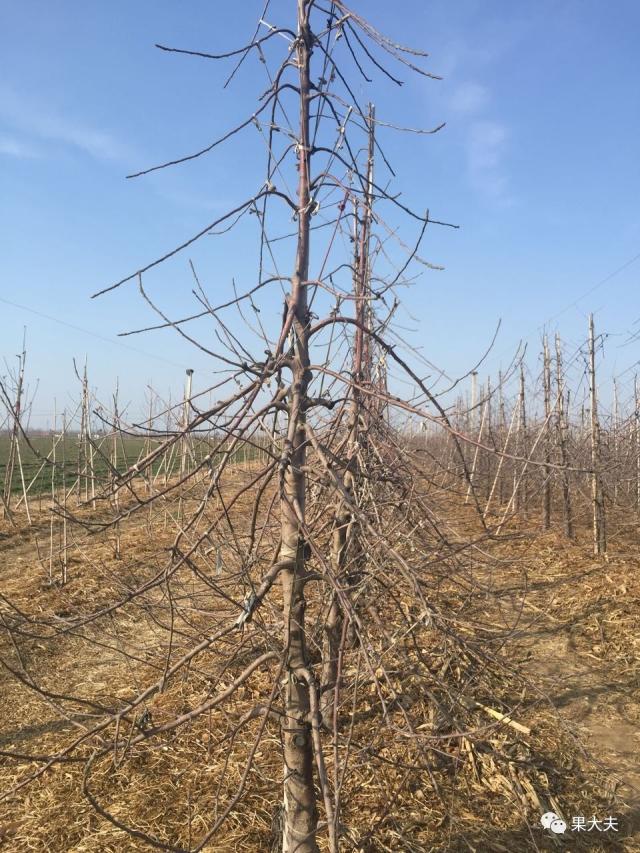 不同树形拉枝角度不同,对中密度建园的果园,拉枝时必须分清枝条类型