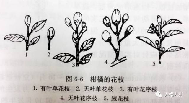 柚子树的结果母枝图解图片