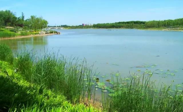 位於大興區南部的南海子郊野公園,碧波盪漾,百花爭豔,麋鹿成群,置身